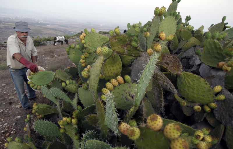 A Palestinian farmer picks prickly pear fruit in a field in the northern West Bank village of Faqqouah. Image: AP Photo/Mohammed Ballas